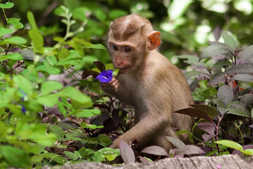 цвет обезьяны. обезьяна примат. обезьяна. кунац меймун. разные обезьяны.