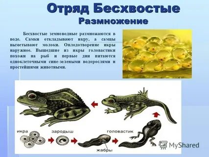 Сходства размножения земноводных и рыб
