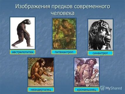 К предкам человека не относится питекантроп