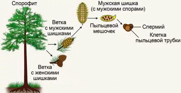 Где образуются пылинки у сосны. Цикл развития мужских шишек сосны обыкновенной. Цикл развития сосны женская шишка мужская шишка схема. Жизненный цикл голосеменных сосна. Цикл развития голосеменных схема.