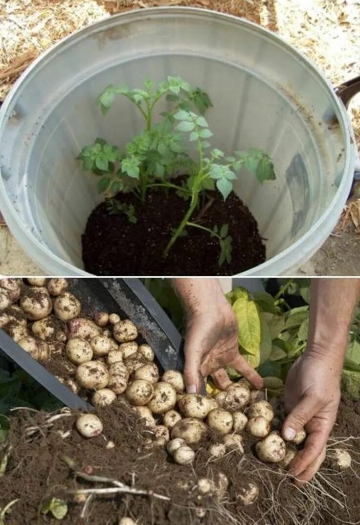 Можно ли сажать в чистый. Посадка картофеля. Картофель в огороде. Способы посадки картофеля. Посадка картошки.