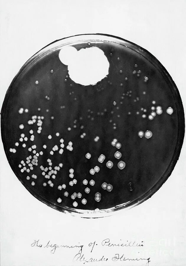 Плесень флеминга. Чашка Петри Флеминга. Пенициллин в чашке Петри и Флеминг.