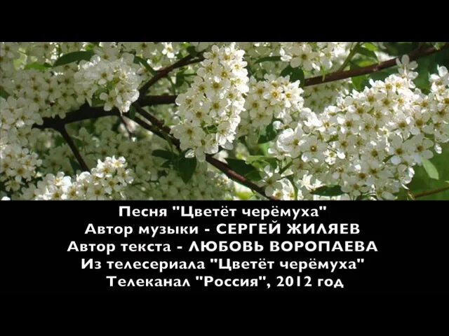 Цвет черемухи. Белая черемуха. Черемуха цветет.