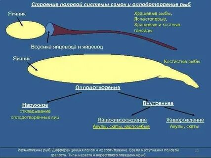 Для рыб характерно оплодотворение