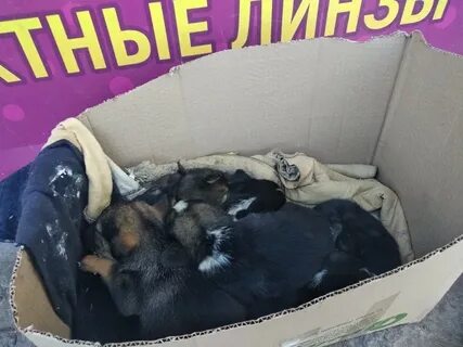 Живой прислать