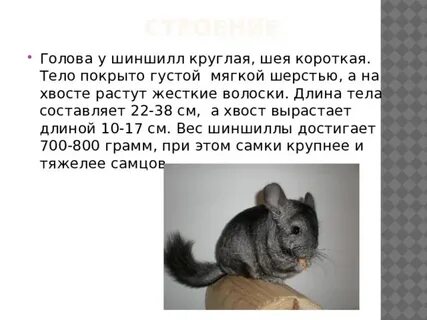 Как понять шиншиллу