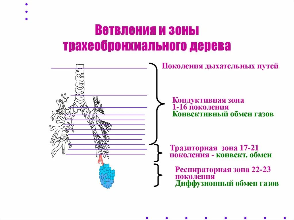 Размеры дыхательных путей. Зоны дыхательных путей. Регуляция просвета воздухоносных путей. Верхние дыхательные пути схематично. Зоны дыхательных путей.