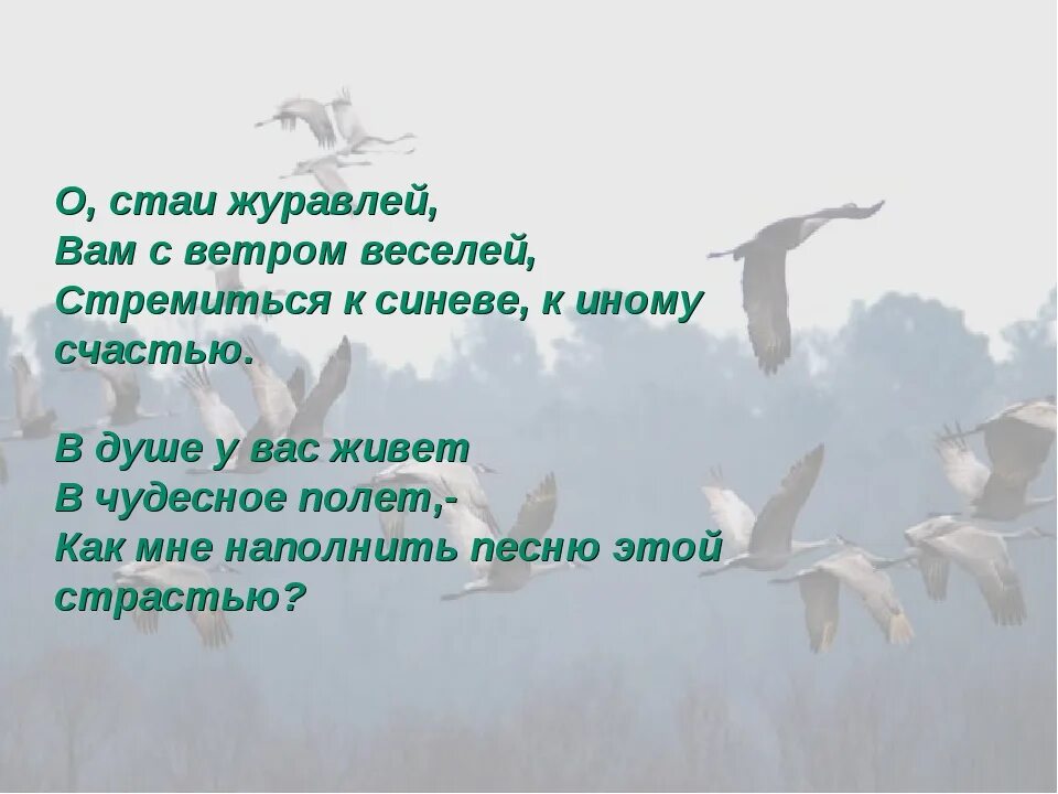 Стая журавлей текст. Стихотворение Журавли. Стаи белых журавлей в Санкт Петербурге. Журавли в стихотворении антитеза. Песня Журавлиная стая.