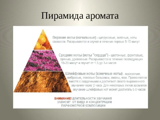 Пирамида нот ароматов. Пирамида композиции аромата. Ноты аромата. Пирамида ароматов в парфюмерии.