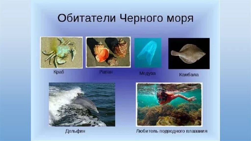 Обитатели черного моря. Морские животные черного моря. Обитатели моря для детей. Растительный и животный мир черного моря. Обитатели морей сообщение