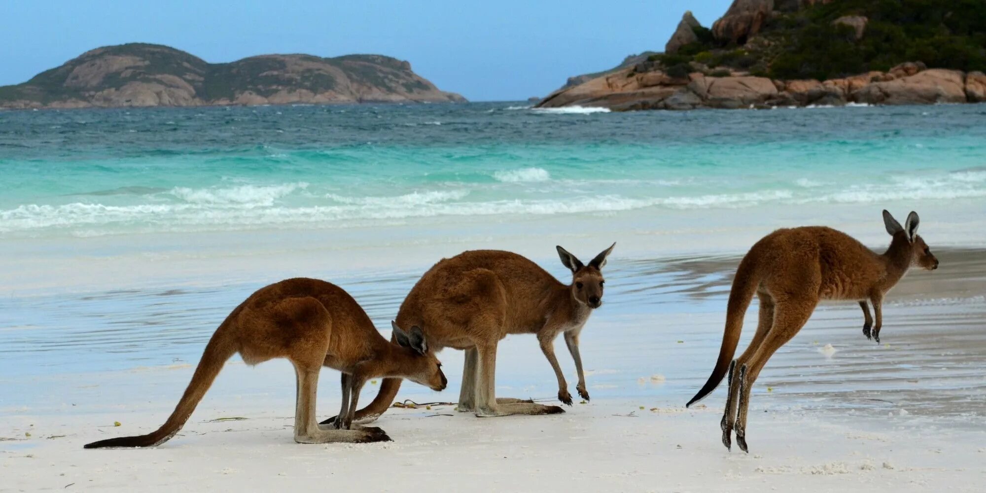 Отдых в австралии и океании. Остров кенгуру (залив сент-Винсент). Остров кенгуру в Австралии. Остров кенгуру в Австралии фото.