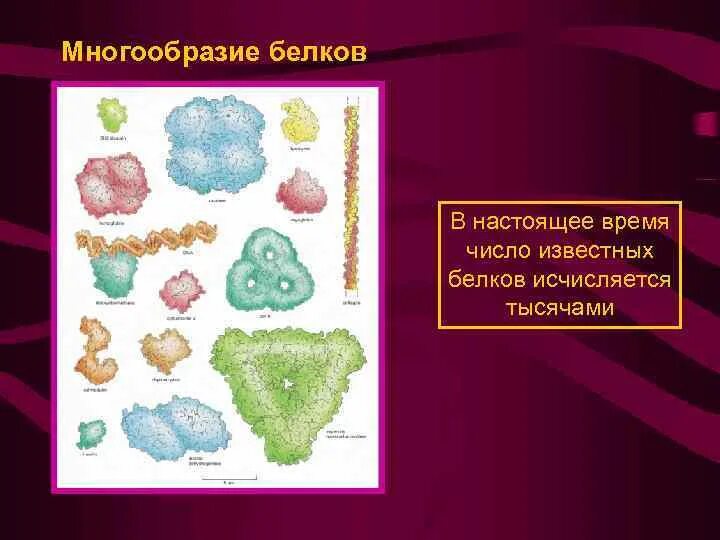 Многообразие белков. Функциональное разнообразие белков. Причины многообразия белков. Разнообразие белков в живой природе.