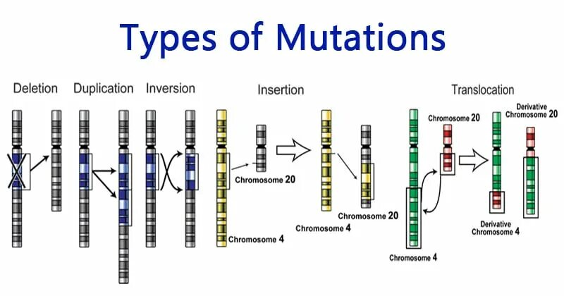 Global mutation. Types of Mutations. RNA Types. Mutation по. Инсерция мобильных элементов.