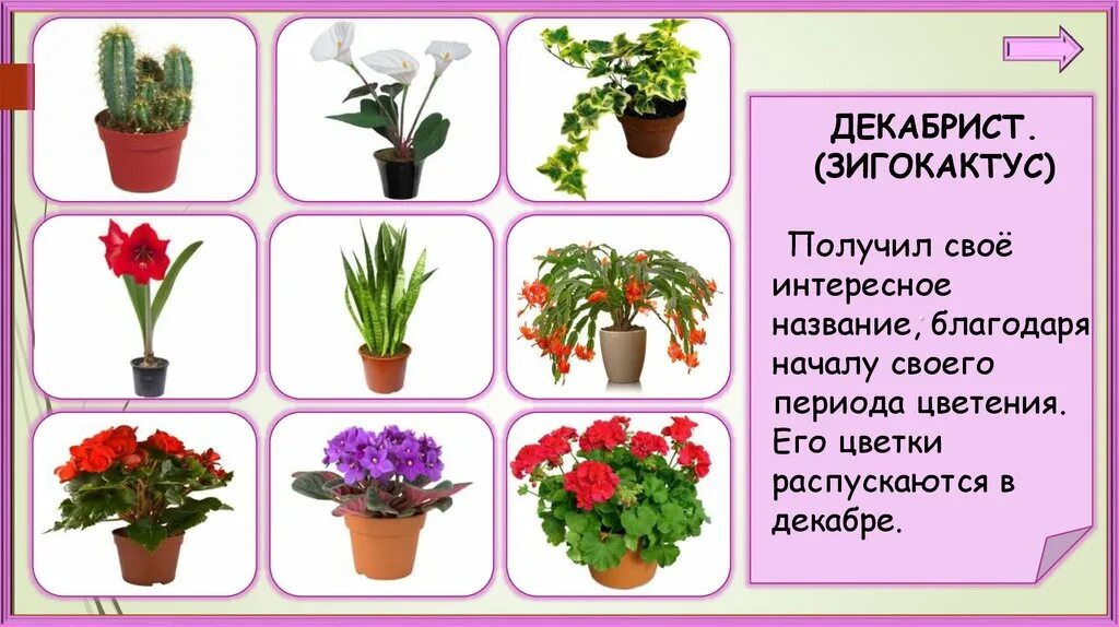 Как определить какой цветок