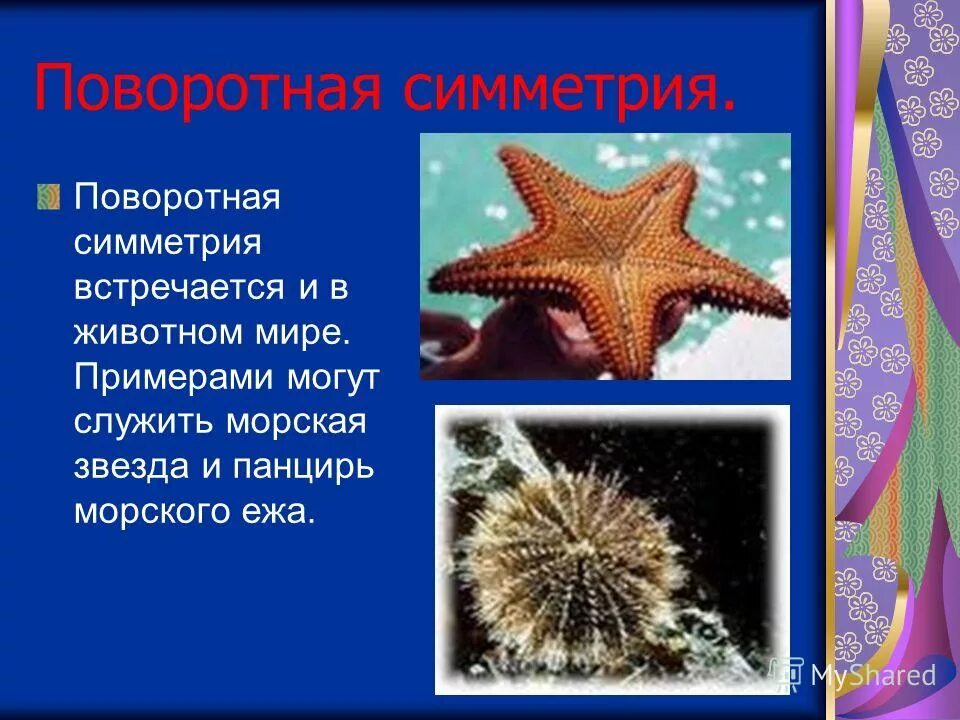 Зеркально поворотная симметрия в природе. Радиальная или лучевая симметрия. Радиально лучевая симметрия растений. Лучевой симметрией обладает. Лучевая симметрия встречается у.