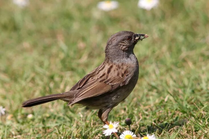 Pin on Birds Animals, Bird, Birds