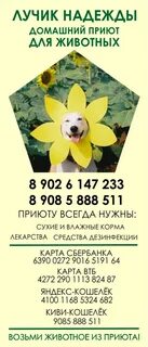 Приют лучик