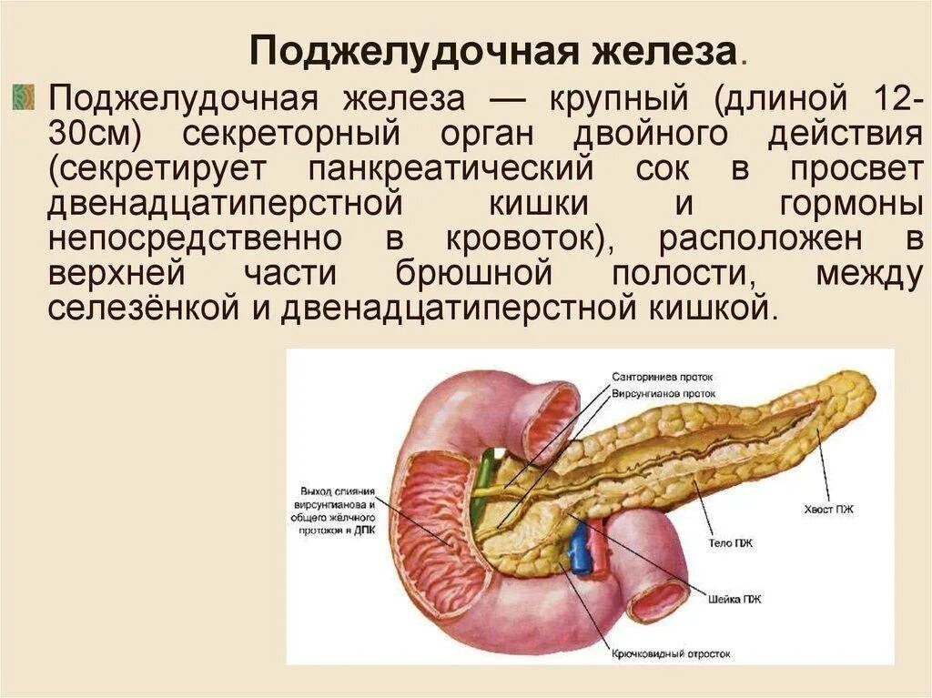 Легкие и поджелудочная железа. Строение поджелудочной железы крючковидный отросток. Строение поджелудочной железы кратко. Поджелудочная железа Неттер. Tuber omentale поджелудочной.