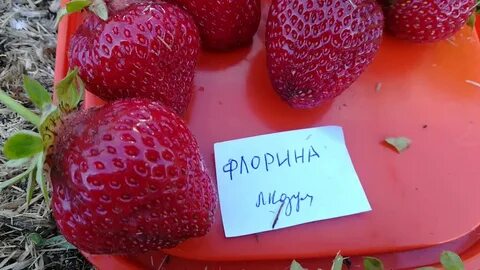 Клубника флорина отзывы