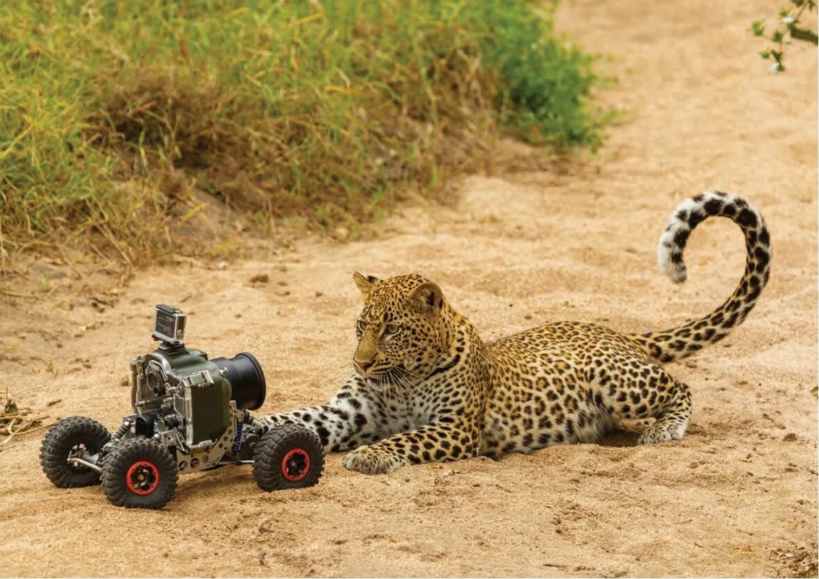 Как выглядит сафари. Юар сафари. Как выглядит сафари. Саванна сафари. Сафари тигр москва.