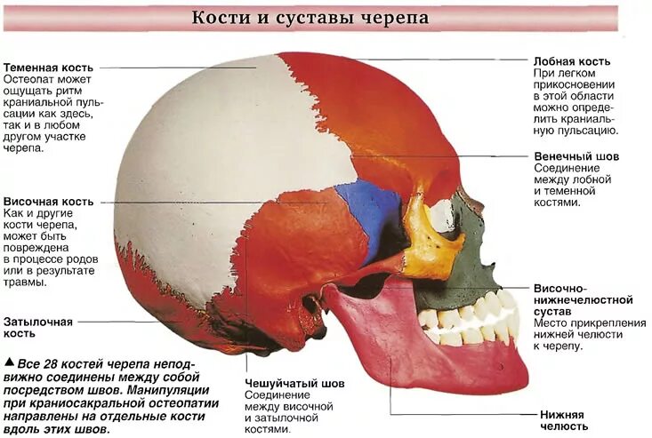 Остеопатия череп. Соединение костей черепа анатомия. строение костей черепа остеопатия. кости и швы черепа анатомия. суставы имеющиеся в черепе.