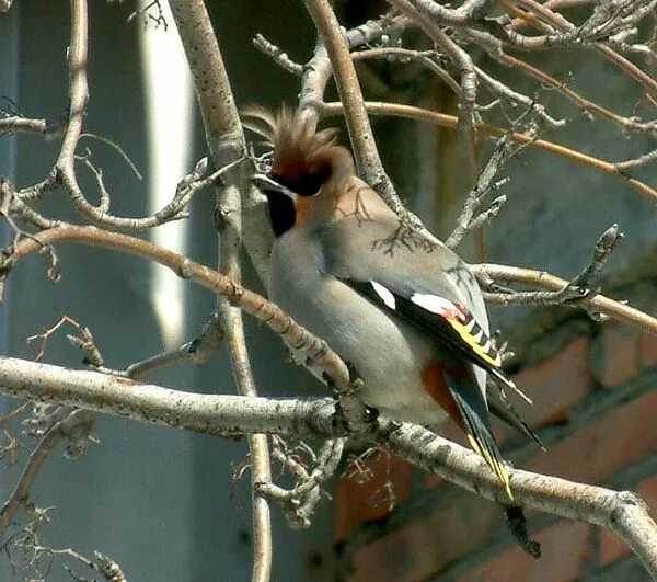 свиристель подмосковная. птичка с хохолком в ленинградской. хохлатая птица свиристель. птица с хохолком фото ленинградская область. птичка с хохолком в ленинградской.