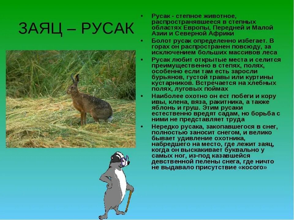 Степные животные сообщение 4 класс. Заяц русак презентация. животные степи описание. сообщение о животных степи. животные степи сообщение.