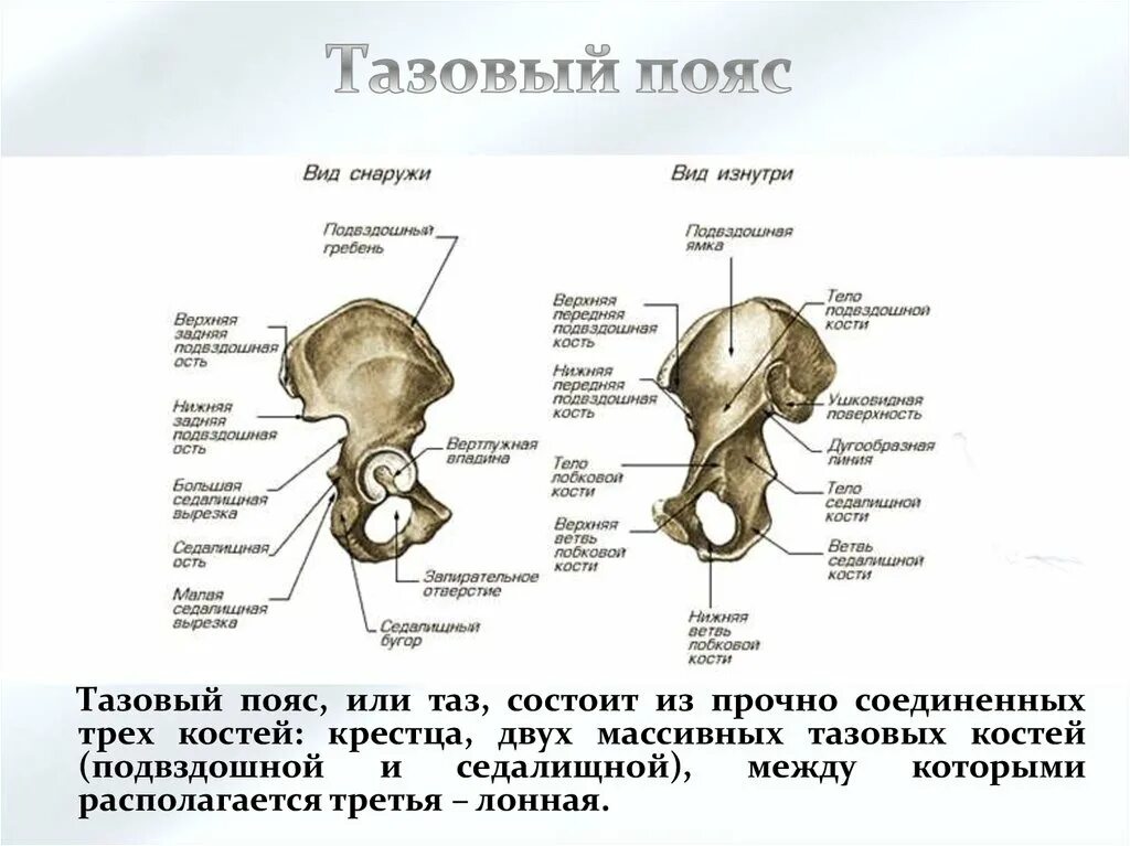 Тазовая кость анатомия человека строение. Кости тазового пояса. Строение костного таза. Из каких костей состоит таз.