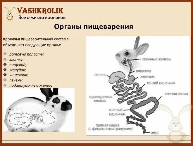 Слепая кишка кролика. Органы пищеварительной системы кролика. Пищеварительная система кролика схема. Строение пищеварительной системы кролика. Пищеварительная система кролика кролик.