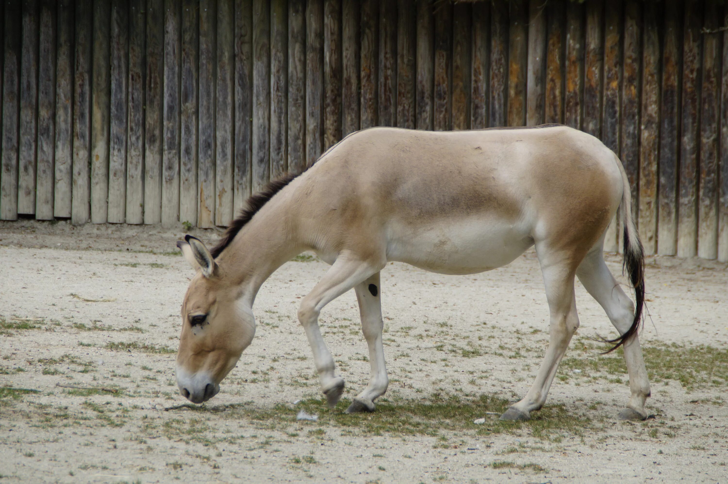 Азиатский осел 5 букв сканворд. Equus hemionus. Осел Кулан. Кулан (Equus hemionus). Онагр осел.