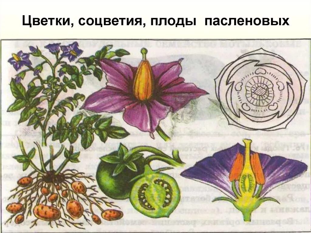 Паслен черный двудольный. Двудольные растения Пасленовые. Семейство Пасленовые формула цветка. Семейство Пасленовые картофель строение цветка. Схема цветка пасленовых растений.