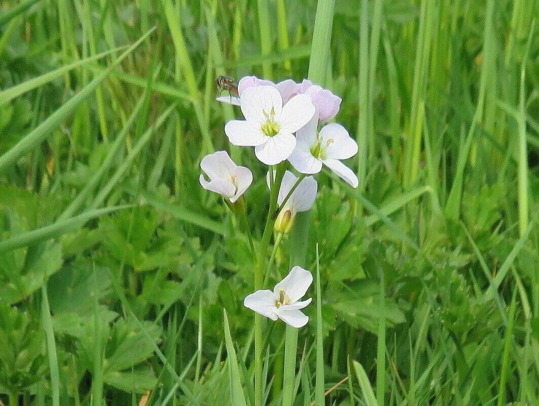 сердечник (cardamine). Cardámine praténsisсердечниклуговой. сердечник луговой. сердечник крупнолистный. луговые крестоцветные.