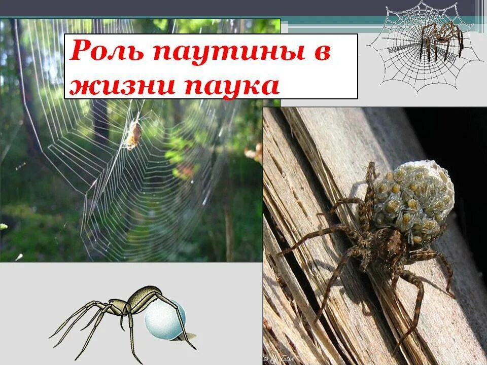 Роль паутины. Разновидности паутины. Роль паутины в жизни пауков. Роль в жизни паука. Паукообразные паутинные железы