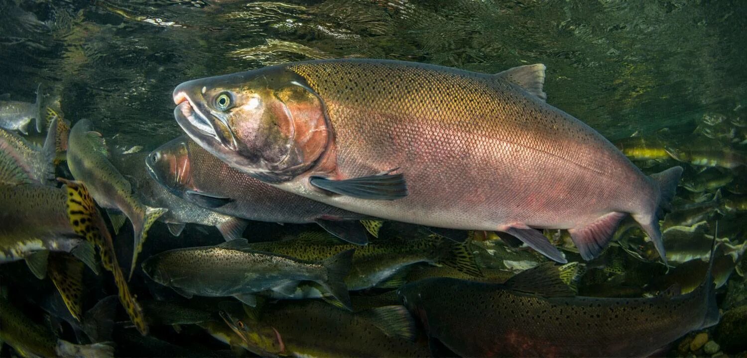 Кижуч хорошая рыба. Кижуч Дальневосточный. Кижуч (Oncorhynchus kisutch). Кижуч Тихоокеанский лосось. Дикий лосось кижуч.