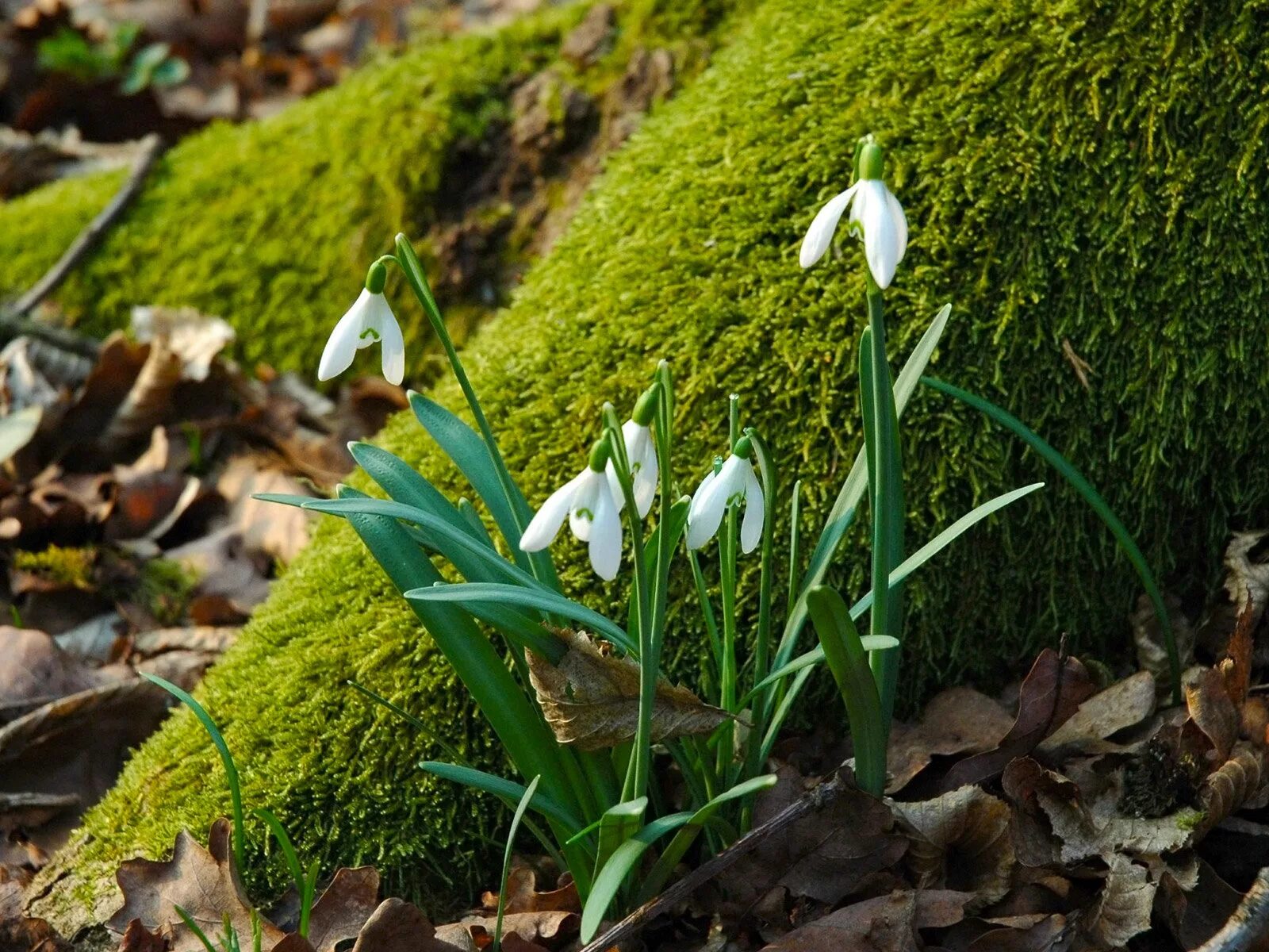 Пролеска лесная. Первоцвет весенний. 2 3 весенних растений. Лесные первоцветы пролеска. Первые цветы весны пролески подснежники.