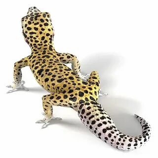 Gecko version