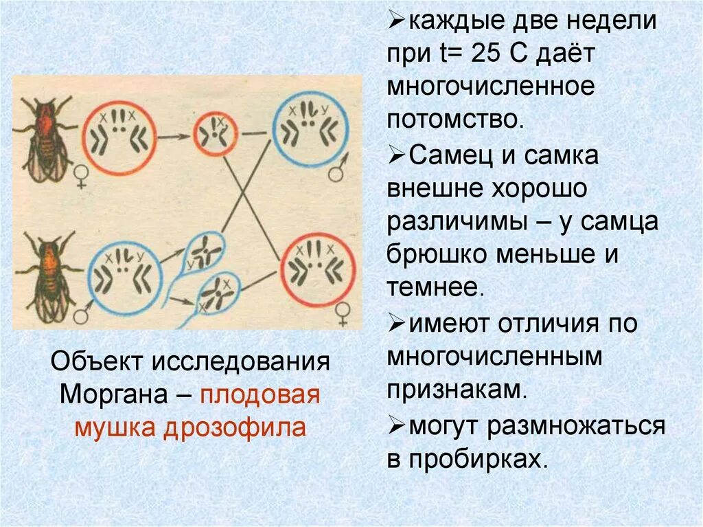 Исследования Моргана. Морган и плодовые мушки. Гаметы дрозофилы. Объект исследования Моргана.