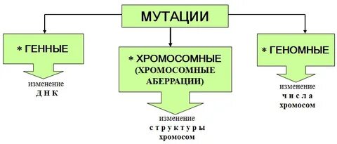 Геномные и хромосомные мутации