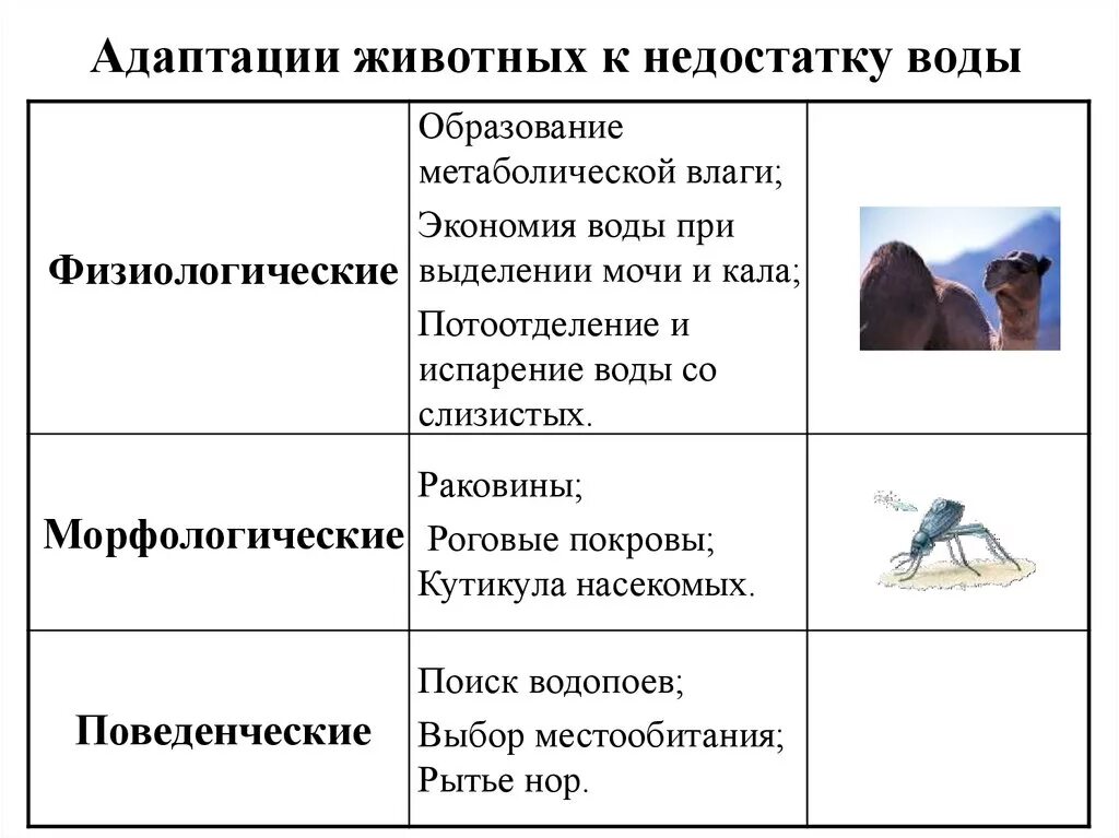 Какие приспособления существуют у обитателей. Адаптация животных к недостатку воды таблица. Таблица физиологические адаптации животных. Физиологические адаптации животных к недостатку влажности. Таблица адаптация животных к недостатку воды 9 класс.