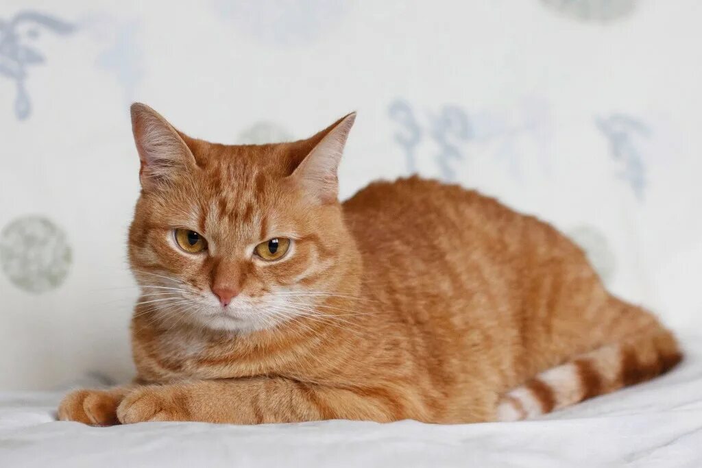 Европейская короткошерстная кошка рыжая. Европейский короткошерстный кот рыжий. Европейская короткошерстная табби рыжий. Европейская гладкошерстная кошка рыжая. Породы с бело рыжим окрасом