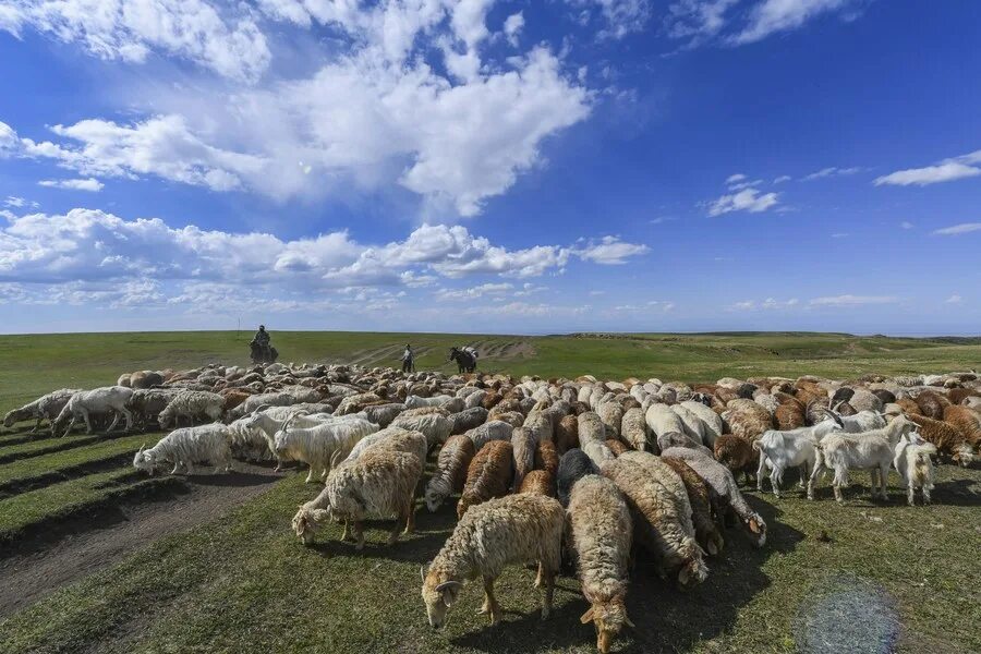 пастбища китая. казахстан пастбище жайляу горы лошади. овцеводство перу. остфризская порода овец. овцеводство непала.