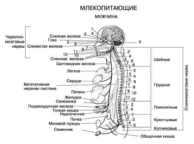 Схемы строение нервной системы. Строение нервной системы человека схема. нервная система схема. нервная система человека схема подробная. подробную общую схему строения нервной системы человека.