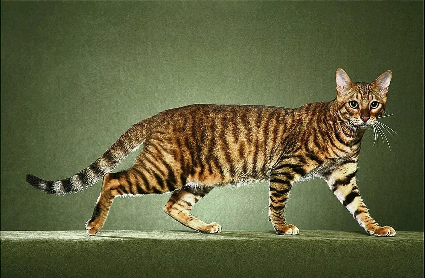 Новые тайгеры. Тойгер кошка. Бенгальская кошка тойгер. Королевский тойгер. Котята породы тойгер.
