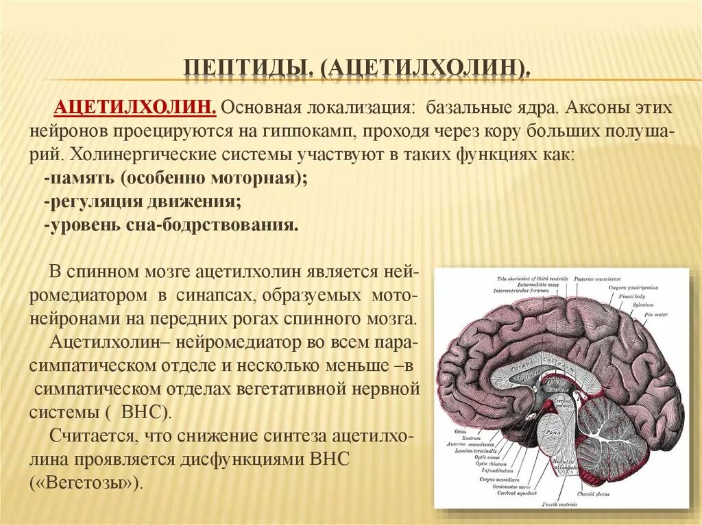 Функция ацетилхолина в головном мозге. Функция гормона ацетилхолина. Ацетилхолин функции в нервной системе. Ацетилхолин гормон формула.
