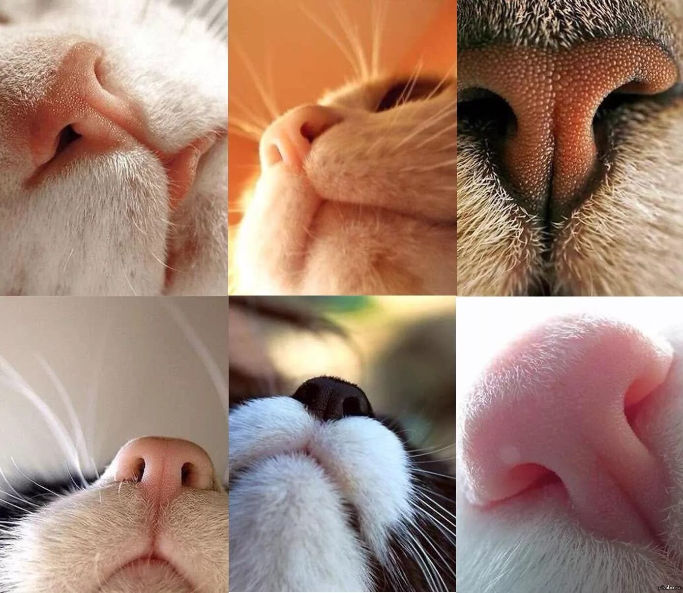 Кошачий нос. Носики котов. Отпечаток носа кошки.