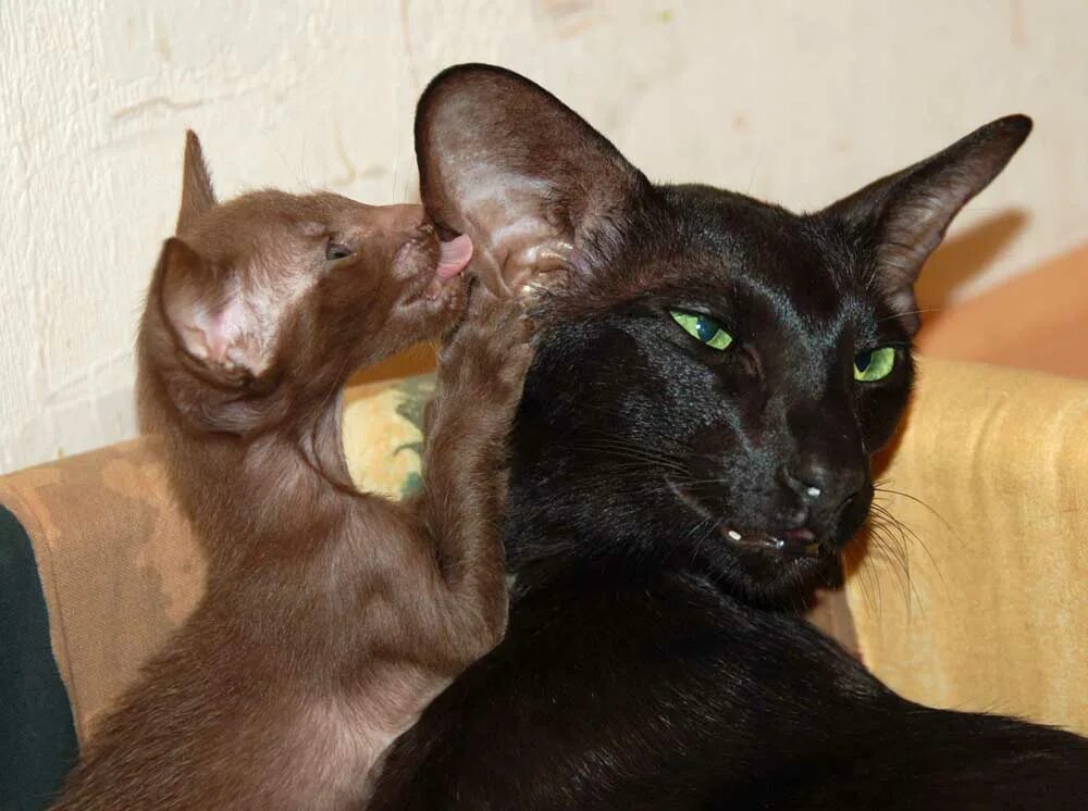 Ориентальная кошка. Ориентальная кошка Габбана. Черный ориентальный кот. Ориенталы корица. Котенок ориентал москва