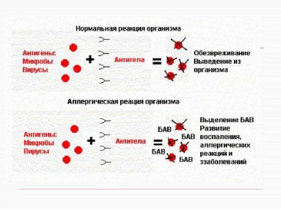 Острота реакции. Схема реакции антиген антитело. антитела антигены аллергия. схема образования антител. при аллергических реакциях типа антиген.