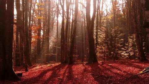 Red forest