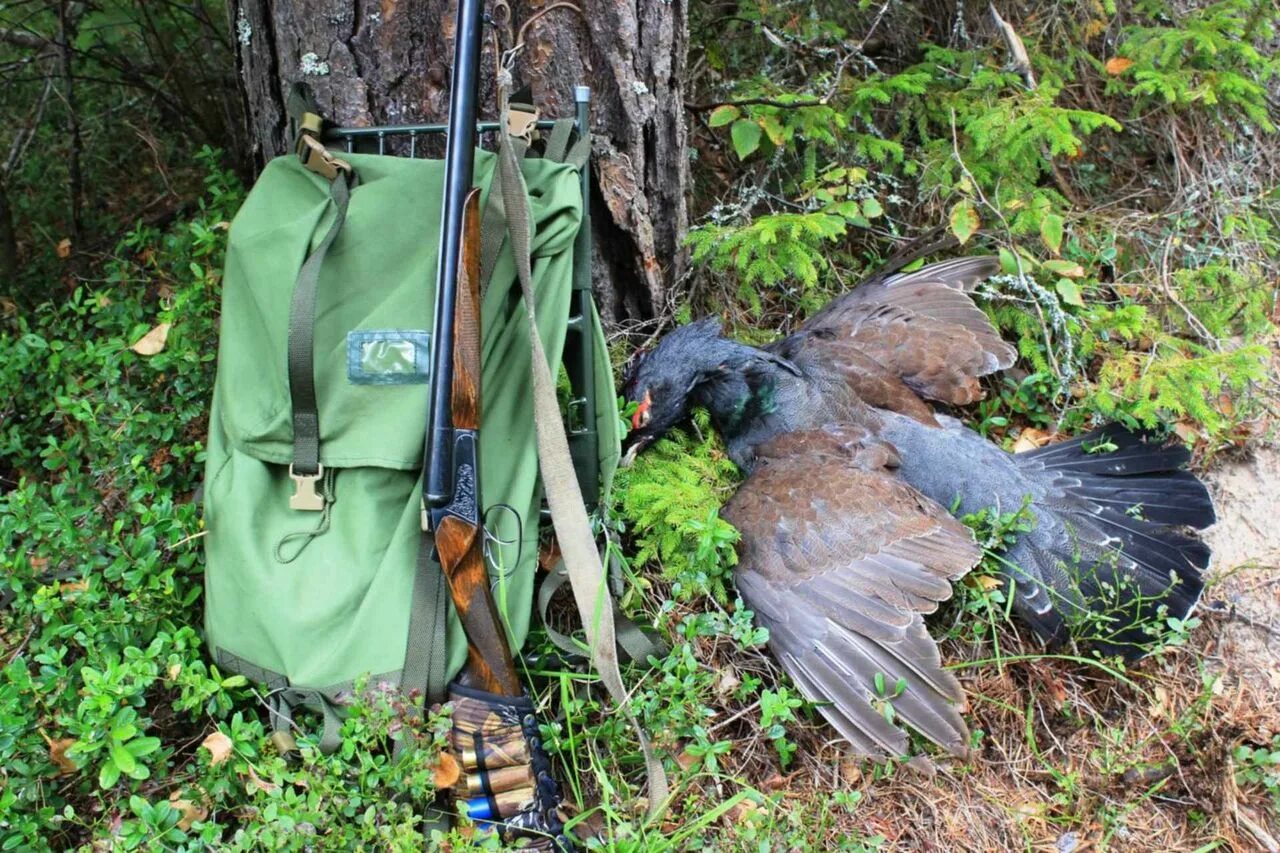 Как обычно проходит охота на глухаря. Весенняя охота на глухаря на току. Весенняя охота на глухаря на току. Как обычно проходит охота на глухаря. Как обычно проходит охота на глухаря.