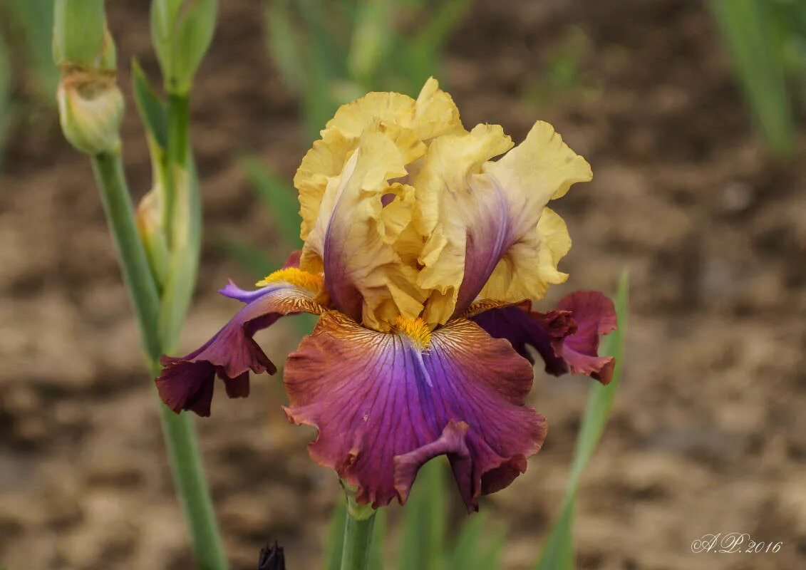 Ирисы mindful (blyth. Ирис хопелес романтик. Ирис клеопатра. Ирис титанс глори. Ирис downtown man.